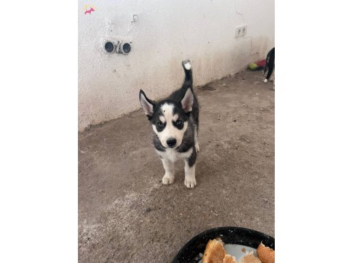 SCR belgeli Orijinal haskan Sibirya kurdu Husky mavi gözlü