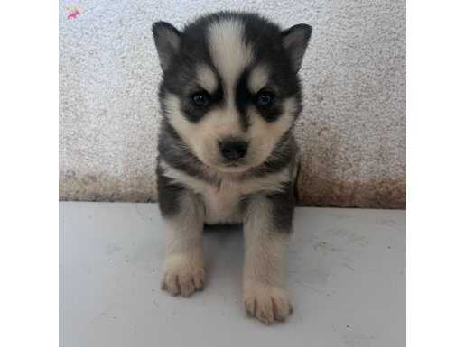 Safkan Husky Sibirya Kurdu Açık Mavi Gözlü