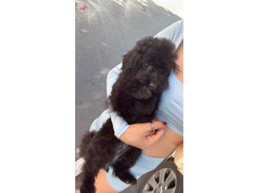 1 yaş 2 ay toy poodle çifleşmeye hazır