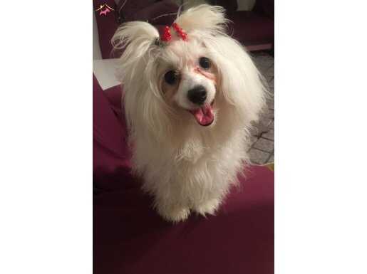 Ücretsiz orjinal Maltese Terrier 