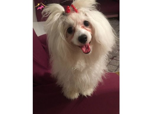 Ücretsiz Maltese terrier 