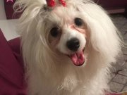 Ücretsiz Maltese terrier 