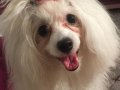 Ücretsiz orjinal Maltese Terrier 
