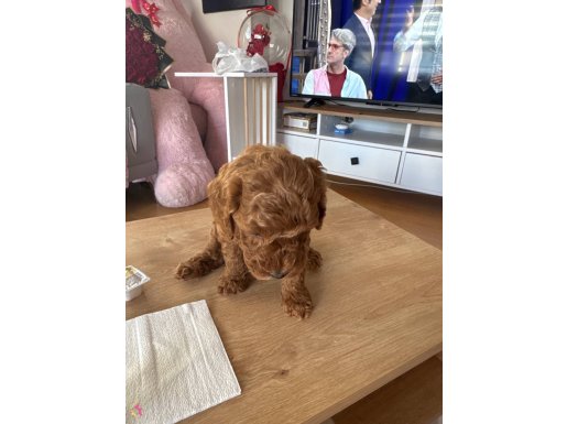 Irk garantili  toy poodle