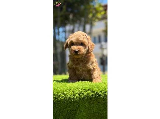 3 Aylık Toy Poodle