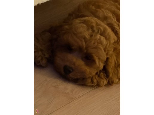 Yavru Toy Poodle