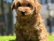 3 Aylık Toy Poodle