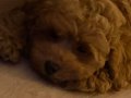 Yavru Toy Poodle