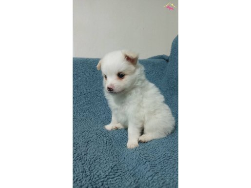 Spitz pomerian yavrular aile evinden 