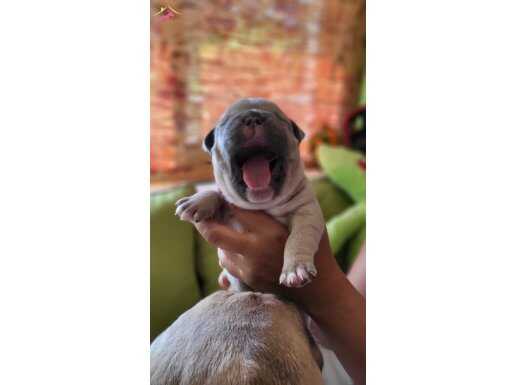 Sıfır kuyruk french bulldoglar kendi yavrularimiz