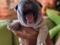 Sıfır kuyruk french bulldoglar kendi yavrularimiz