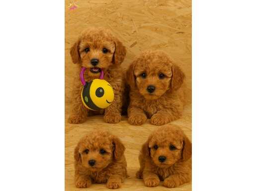 52 Günlük Toy Poodle Yavruları – İstanbul