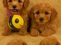 52 Günlük Toy Poodle Yavruları – İstanbul