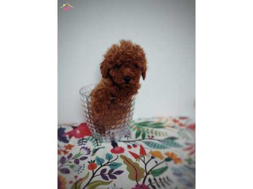 Tatlış toy poodle yavru