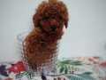 Tatlış toy poodle yavru