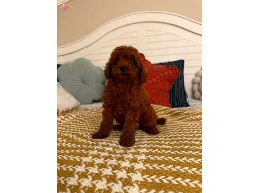 MÜKENMEL SAF POODLE ERKEK 