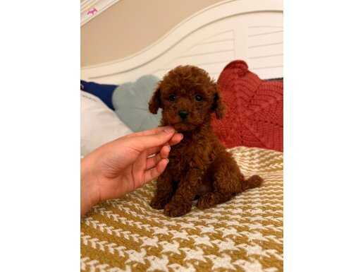 POODLE TÜRKİYEDEN ÖZEL YAVRULAR