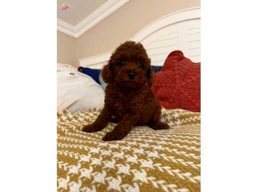 VIP Kalite Poodle Yavrular