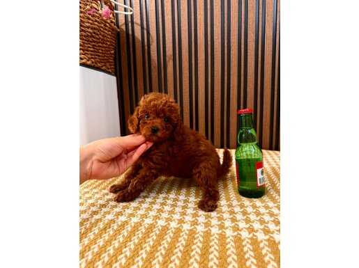 Nirvana Kalitesinde Toy Poodle’lar!