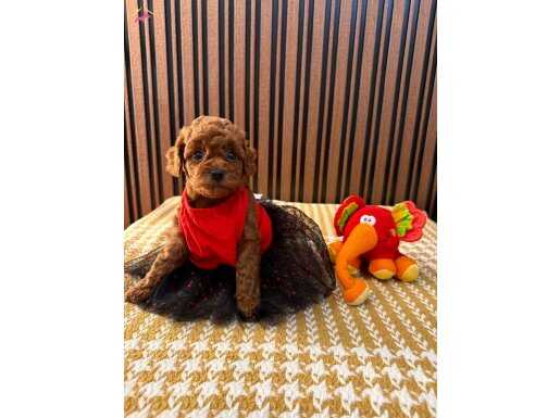 Bir Adım Önde Olanlar İçin Toypoodle Yavruları