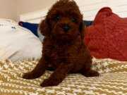 VIP Kalite Poodle Yavrular
