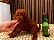 Nirvana Kalitesinde Toy Poodle’lar!