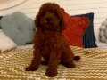 MÜKENMEL SAF POODLE ERKEK 