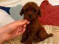 POODLE TÜRKİYEDEN ÖZEL YAVRULAR