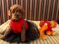 Bir Adım Önde Olanlar İçin Toypoodle Yavruları