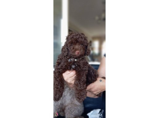 2 aylık toy poodle