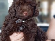 2 aylık toy poodle