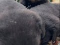 Türkiye şampiyonu Baba / Anne babasi Srcli yavrular