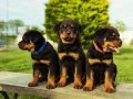 Rottweiler Yavru