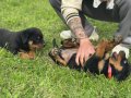 Rottweiler Yavru