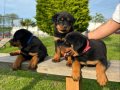 Rottweiler Yavru