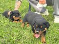 Rottweiler Yavru