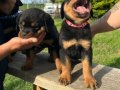 Rottweiler Yavru