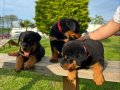 Rottweiler Yavru
