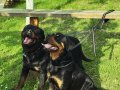 Rottweiler Yavru