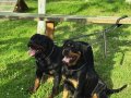 Rottweiler Yavru