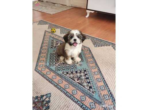 Shıh tzu yavru orjinal