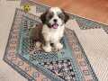 Shıh tzu yavru orjinal
