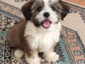En Oyuncu Shih Tzu Yumakları