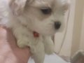 En Oyuncu Shih Tzu Yumakları