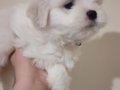 En Oyuncu Shih Tzu Yumakları