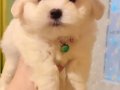 En Oyuncu Shih Tzu Yumakları