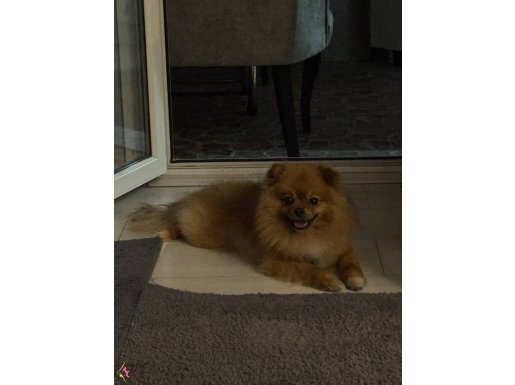2,5 YAŞINDA POMERANIAN