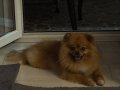 2,5 YAŞINDA POMERANIAN