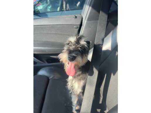 Çok akıllı schnauzer köpeğimiz