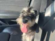 Çok akıllı schnauzer köpeğimiz